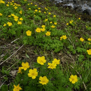 Trollius ranunculinus